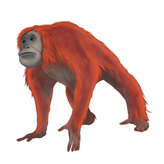 Illustration of orangutan isolated on white background  © Kiera Awayuki