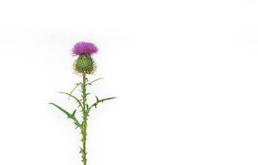 thistle isolated on white