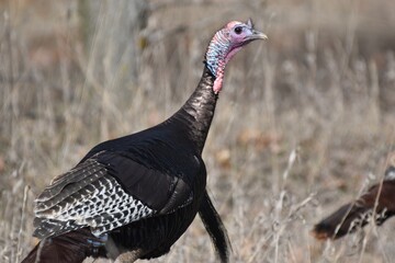 Turkey gobbler in a field 