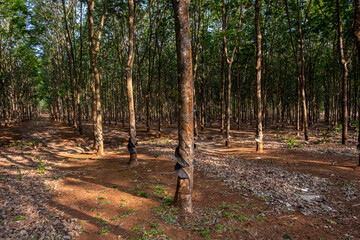 Rubber tree plantation. Rowes of rubber trees in tropical woodland.