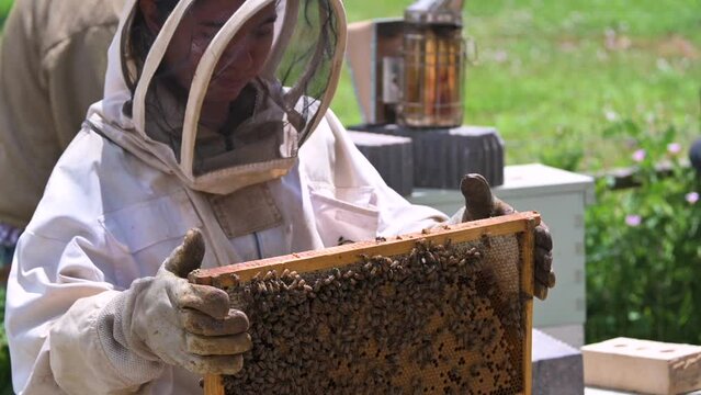 beekeeper working on a beehive