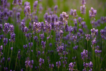 Blooming Lavender Flowers in a Provence Field Under Sunset Rays. Soft Focused Purple Lavender Flowers. Summer Scene Background.