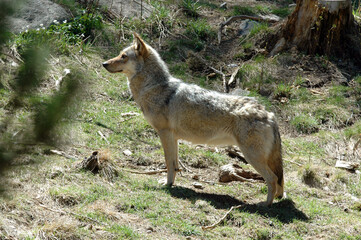 Loup, Canis lupus