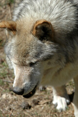 Loup, Canis lupus