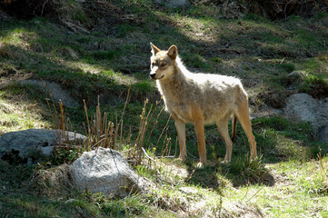 Fototapeta premium Loup, Canis lupus