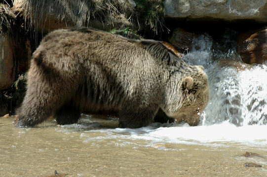 Ours brun, Ursus arctos
