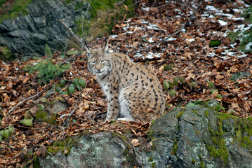 Fototapeta na wymiar Lynx boreal, Lynx lynx