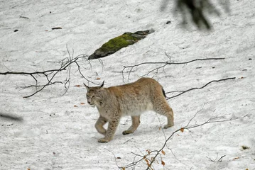 Fotobehang Lynx boreal, Lynx lynx © JAG IMAGES