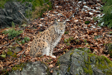 Lynx boreal, Lynx lynx