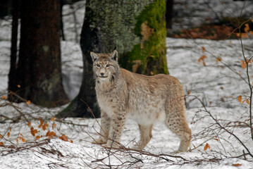 Lynx boreal, Lynx lynx