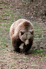 Obraz na płótnie Canvas Ours brun, Ursus arctos