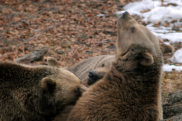 Obraz premium Ours brun, Ursus arctos