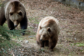 Ours brun, Ursus arctos
