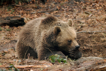 Ours brun, Ursus arctos