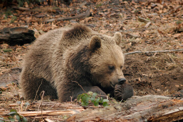 Obraz premium Ours brun, Ursus arctos