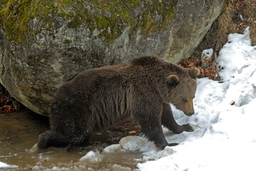 Ours brun, Ursus arctos