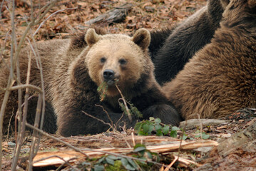Ours brun, Ursus arctos