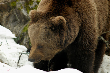 Ours brun, Ursus arctos