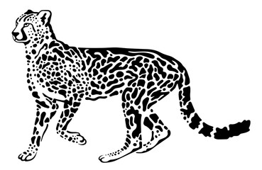 King cheetah vector illustration isolated on white