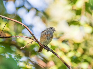 The common redstart, Phoenicurus phoenicurus, young bird, is photographed in close-up sitting on a branch against a blurred background.