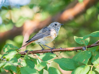 The common redstart, Phoenicurus phoenicurus, young bird, is photographed in close-up sitting on a branch against a blurred background.