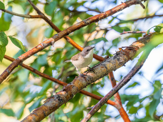 Common chiffchaff, lat. phylloscopus collybita, sitting on branch of bush in spring and looking for food