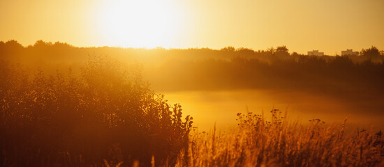 Fototapeta na wymiar Majestic view of summer golden wild field in morning sunny beams. Dramatic beauty scene.