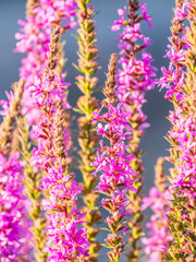 Summer Flowering Purple Loosestrife, Lythrum tomentosum on a green blured background.