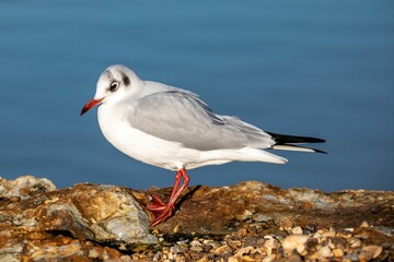 Black-headed gull (Chroicocephalus ridibundus) sitting on rock with blur background of a sea