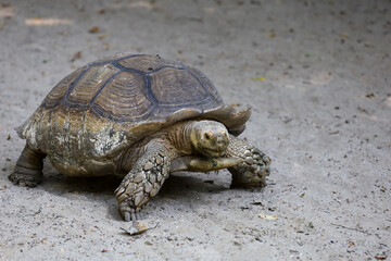 Sulcata tortoise in the garden at thailand