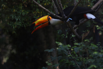 Obraz premium The toco toucan bird on the wood tree