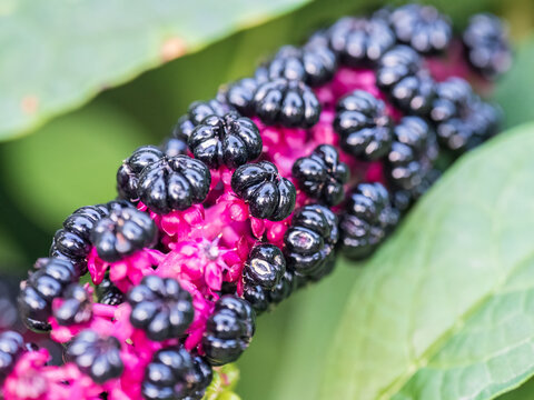 Close-up of phytolacca acinosa purple black berries also known as pokeweeds, pokebush, pokeberry, pokeroot or poke sallet.