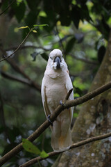 The moluccan cockatoo bird is beautiful animal in garden