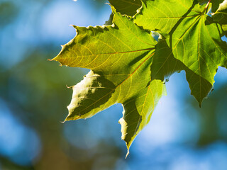 Spring branches of maple tree with fresh green leaves