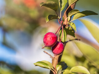 Bright red small wild apples among the yellow leaves in autumn.
