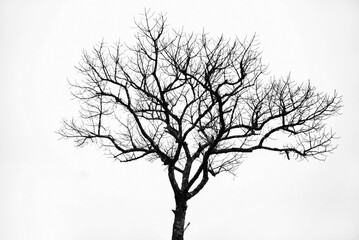 Fototapeta na wymiar dead tree isolated on white background Ideas for designing tree frames, tree shadows
