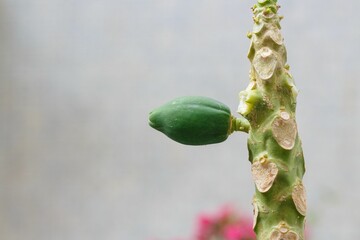Closeup shot of an isolated green Papaya bud on a tree branch