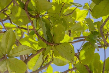 Low angle shot of the green leaves of an almond tree on a sunny day