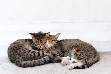 Two cute cats, lying together on the floor at a white wall.