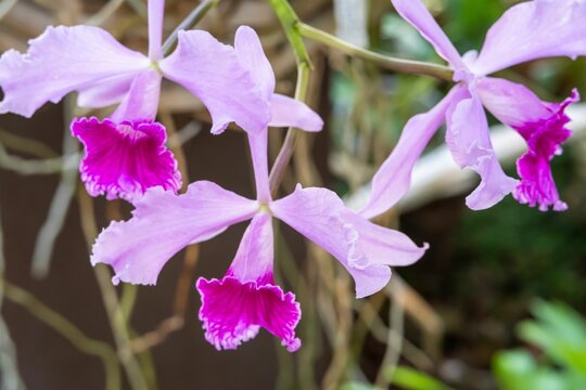 Beautiful orchid flowers growing in an orchidarium under controlled conditions .