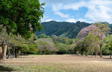 Fototapeta na wymiar Beautiful Queen's Park Savannah with pink Poui trees in bloom in Trinidad and Tobago.
