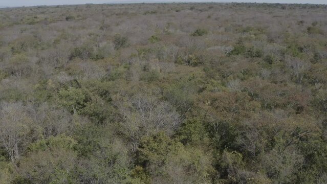 Autumn in the Brazilian Dry Forest - Mata Seca - Caatinga Arb&oacute;rea - Caatinga - Outono