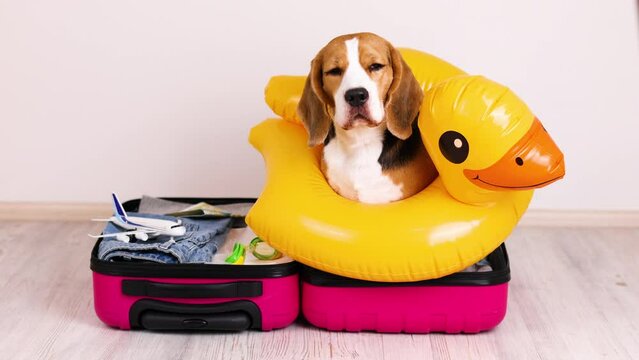 A beagle dog in a floating ring sits in a suitcase with things and accessories for a summer vacation at sea.