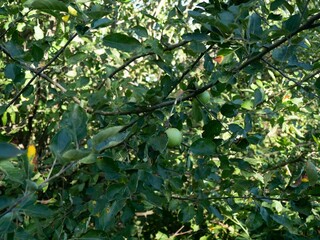 Fototapeta na wymiar Closeup of a crab apple tree with green, small apples on tree branches with sunlight on