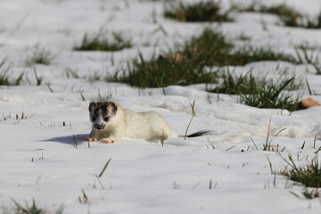 Stoat (Mustela erminea) short-tailed weasel Germany