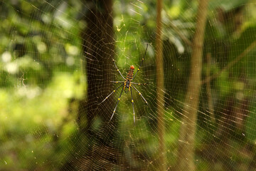 spider web in the morning