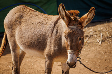 The donkey is a farm helper on the island of Fuerteventura