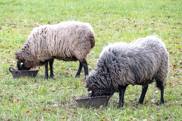 Rough Wool Pomeranian Sheep on a meadow