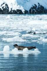 Vertical shot of a cute little sea lion lying on ice swimming in the water in sunlight
