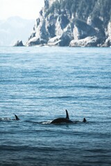 Vertical shot of killer whales swimming in the water in a sea, Alaska